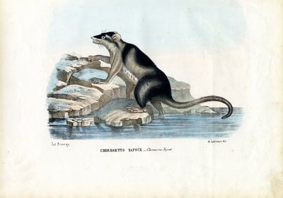 Yapok, 1863-79 da Raimundo Petraroja